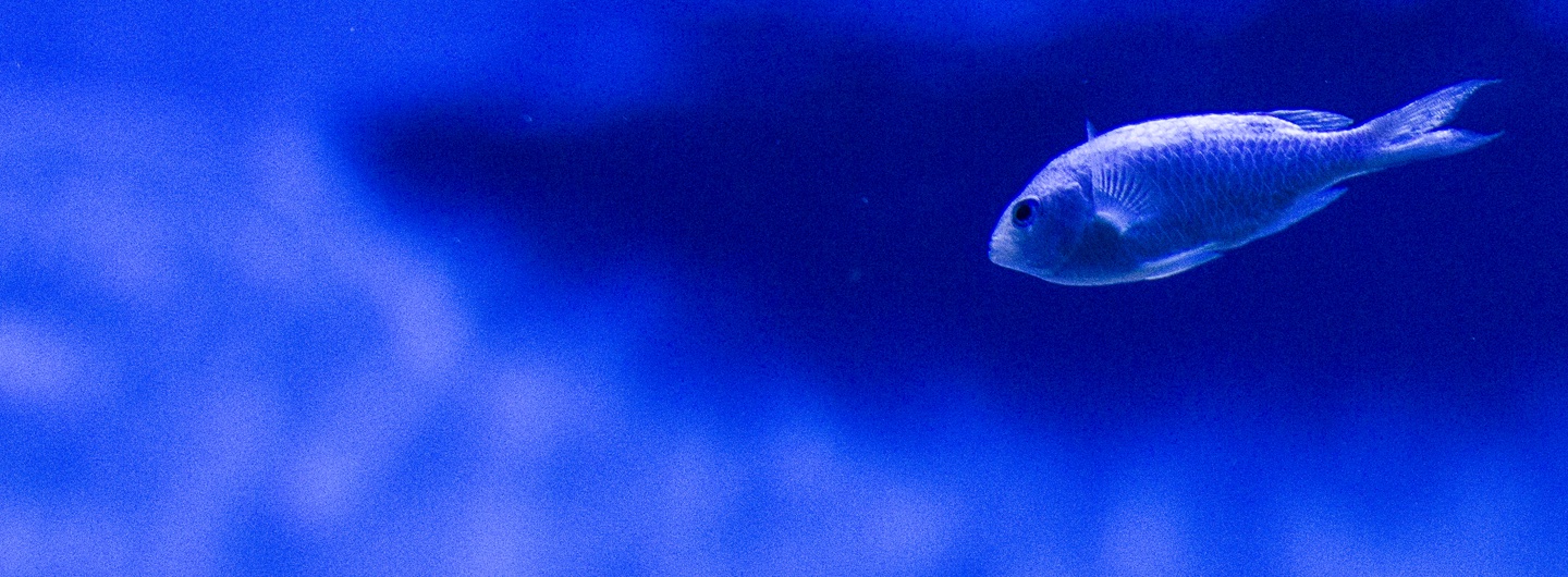 blue fish against blue background
